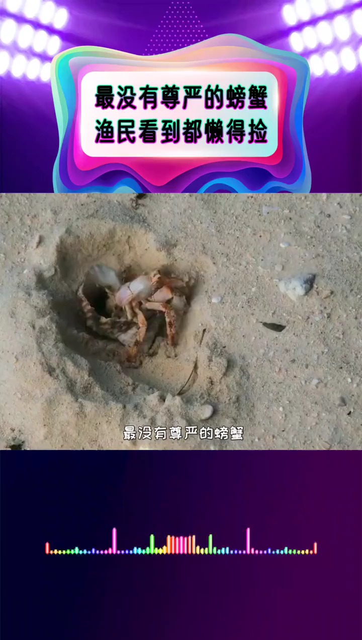 最没有尊严的螃蟹,渔民看到都懒得捡?却被商贩当面包蟹卖
