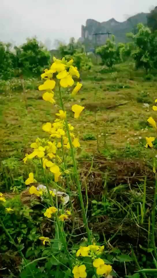 成熟的油菜花