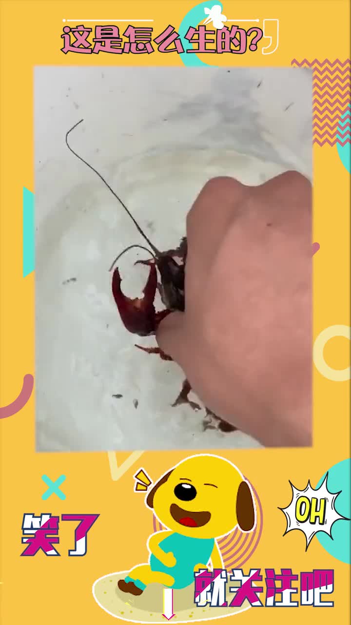 小龙虾生孩子好快,让放到水里,已经都出来了