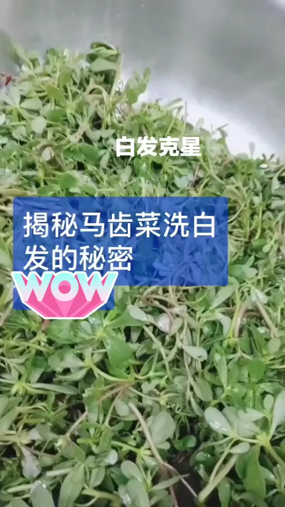 #史上最热夏天#植物色素提取,洗发上色,自然有光泽