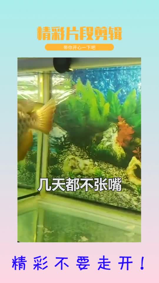 #热门视频#奇趣男子高价买“哑巴”金龙鱼,掰开嘴巴大吃一惊,要发财了!