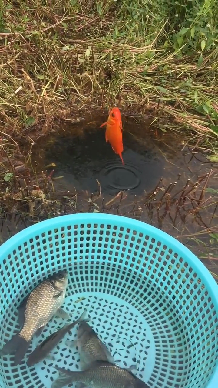 红鲤鱼你们钓过吗