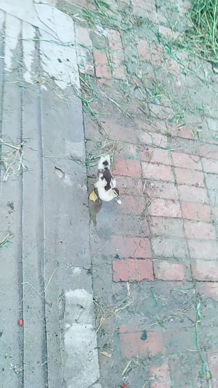 小鸭子喝水!