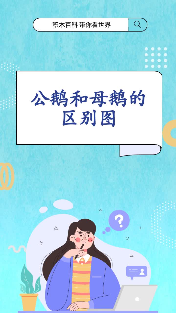 公鹅和母鹅的区别图