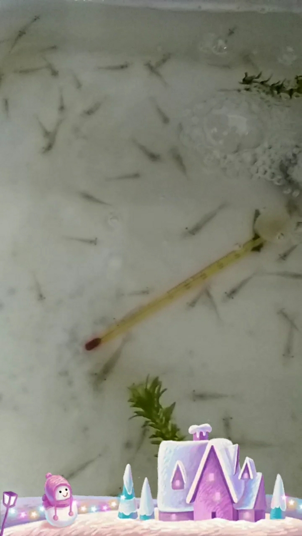 小河里的野生鱼虾,虾的食物是死掉的虾肉,虾虾吃虾虾