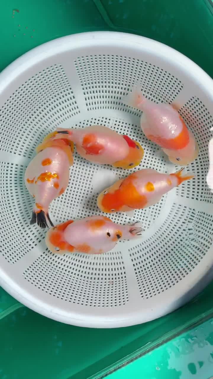 关于金鱼单双臀鳍