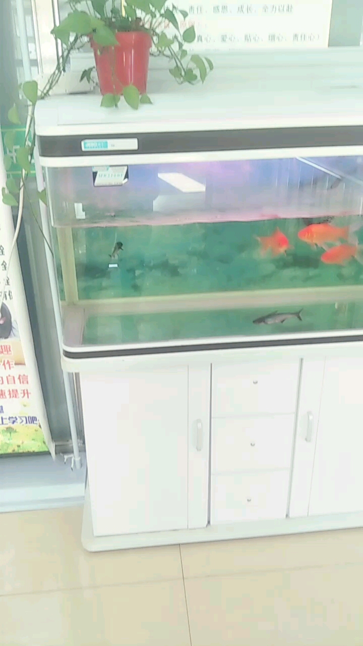 小鱼游来游去