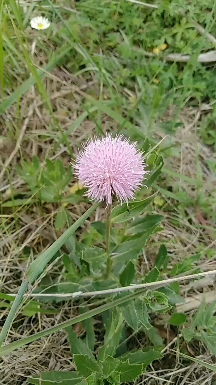 此野草具有清热解毒,凉血祛瘀的功效,认识吗?