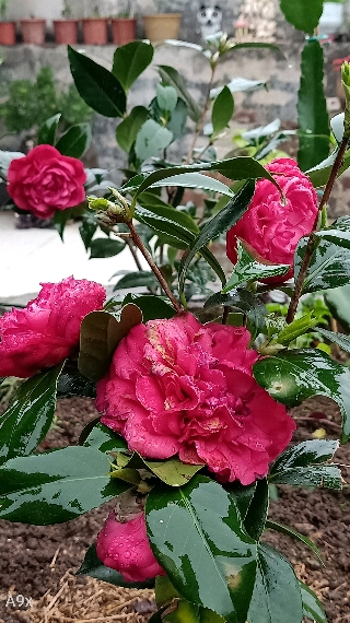 花园,菜园