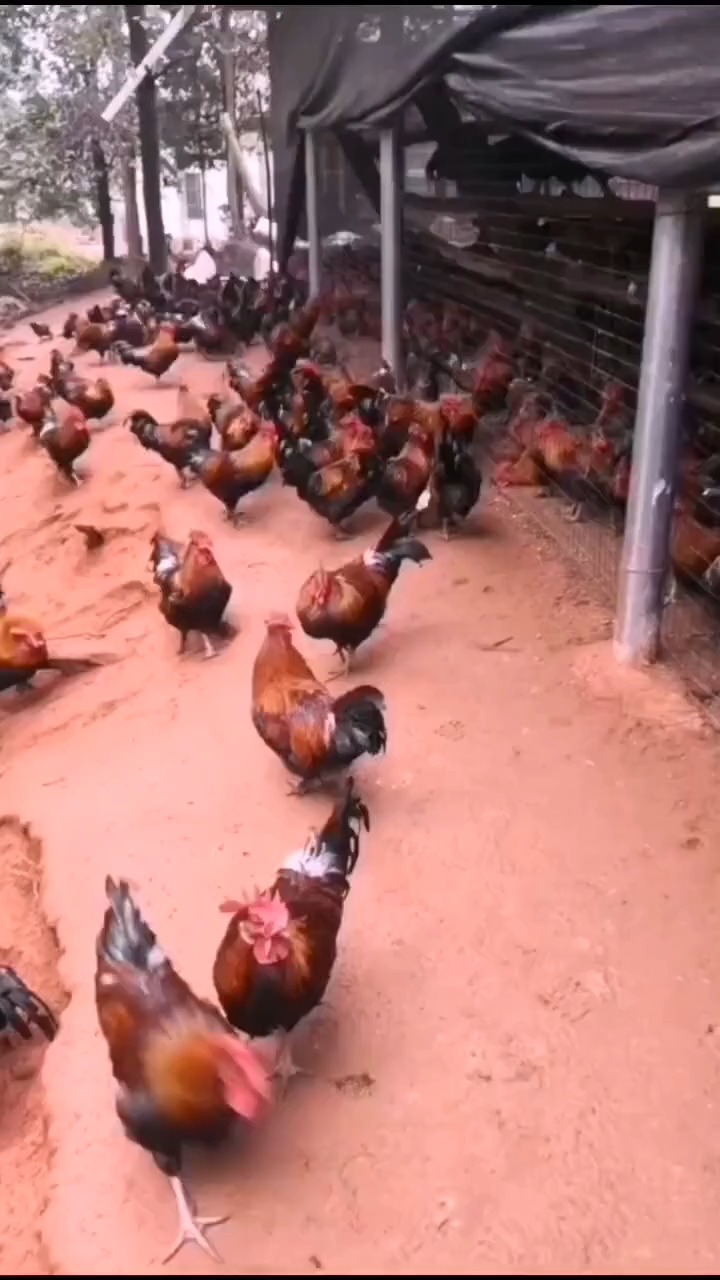 安顺西秀区每天可供应1000只白条跑山鸡,3.8—4.8斤。