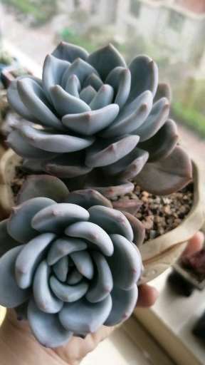芙蓉雪莲又长出的一个头越来越大了!