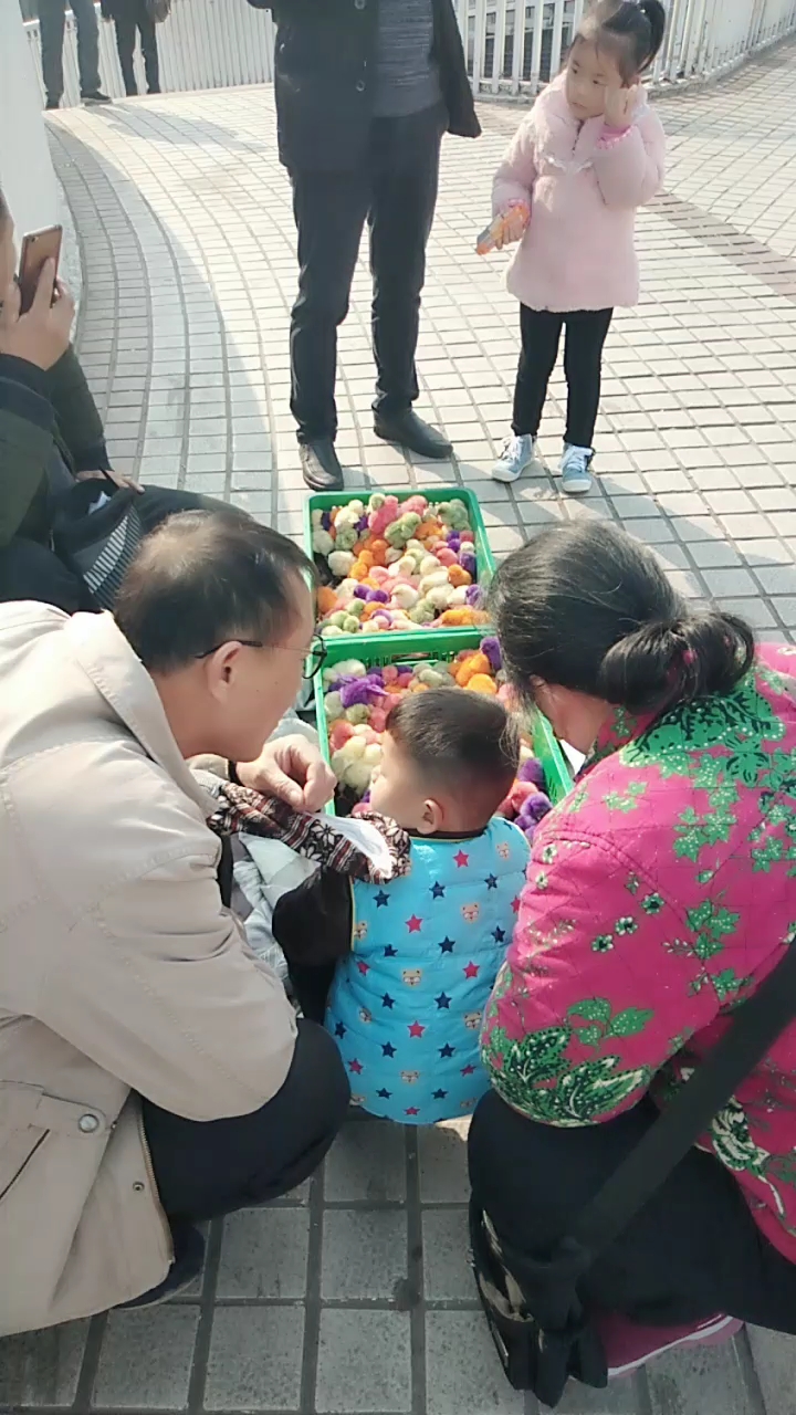 可爱的彩色小鸡