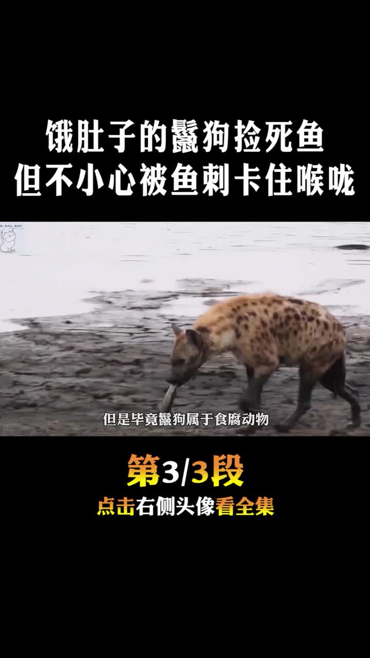 #动物世界#但不小心被鱼刺卡住喉咙3