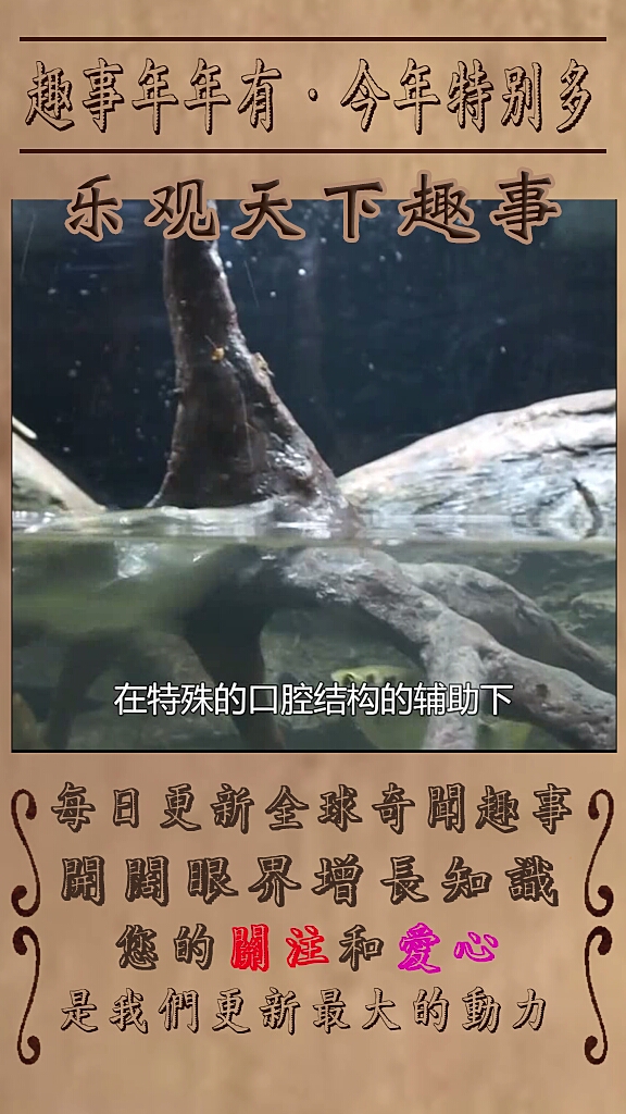 超厉害的鱼捕猎瞬间之射水鱼
