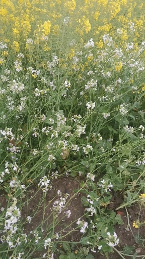一簇白色的油菜花
