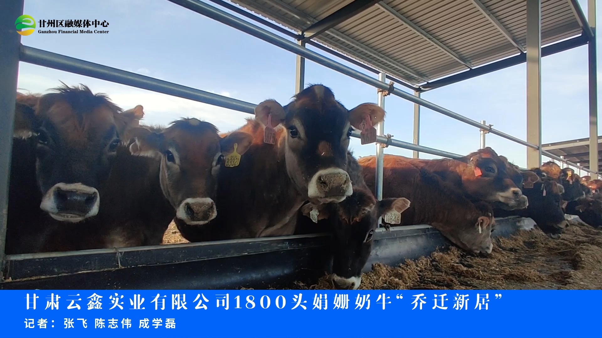 甘肃云鑫实业有限公司娟姗牛养殖基地建成,“牛中贵族”娟姗牛落户祁连山下