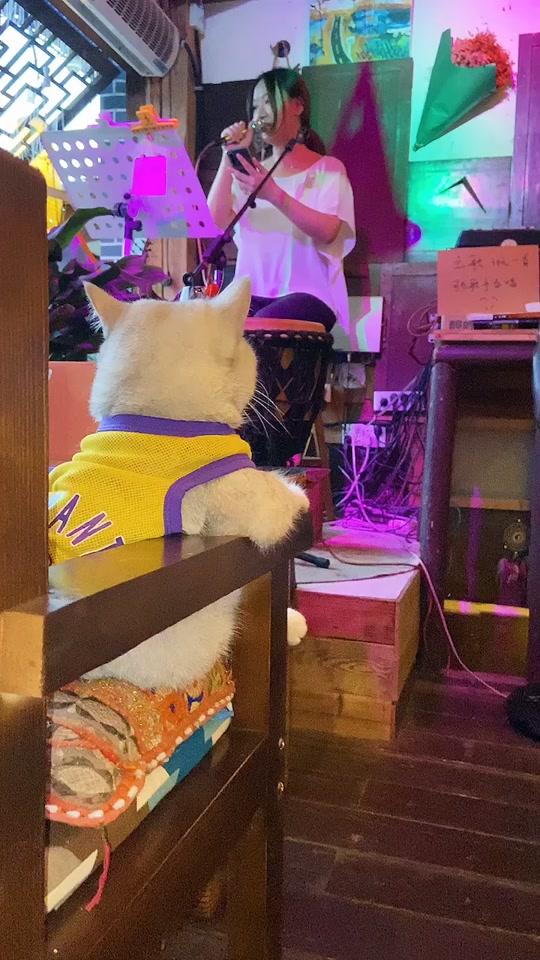 好的都在慢慢来的路上  所以放松点  生活总会推着你往前走#宠物伴侣 #猫咪