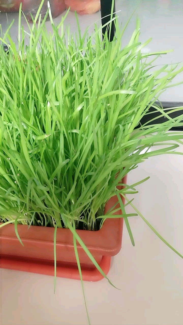 郁郁葱葱! 留下你最美好的样子!