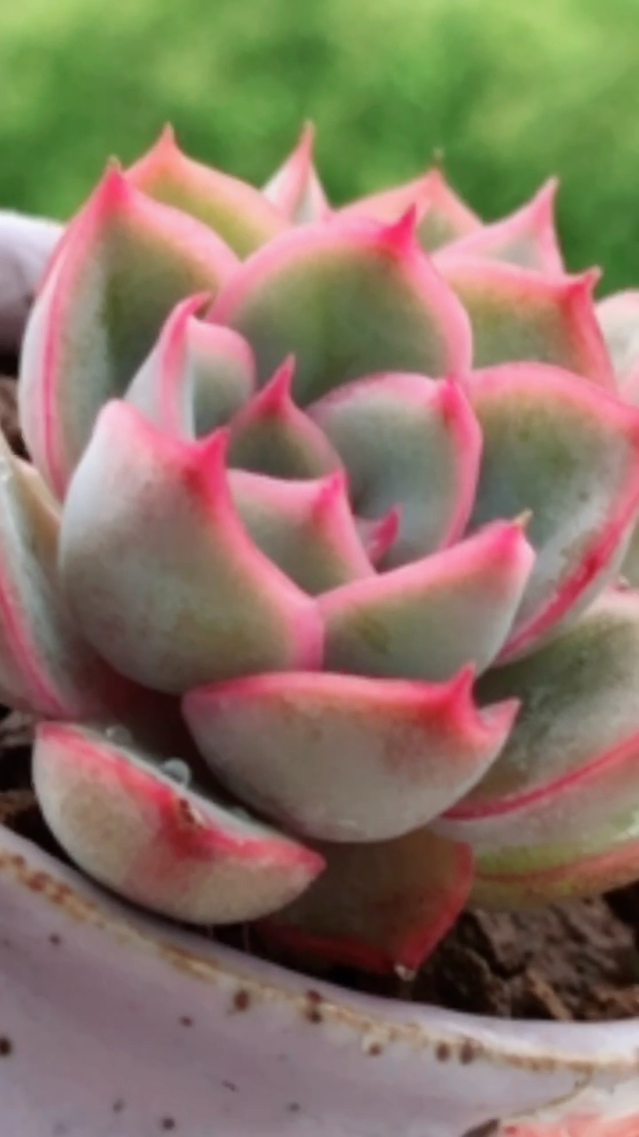 另一颗冰雪女王