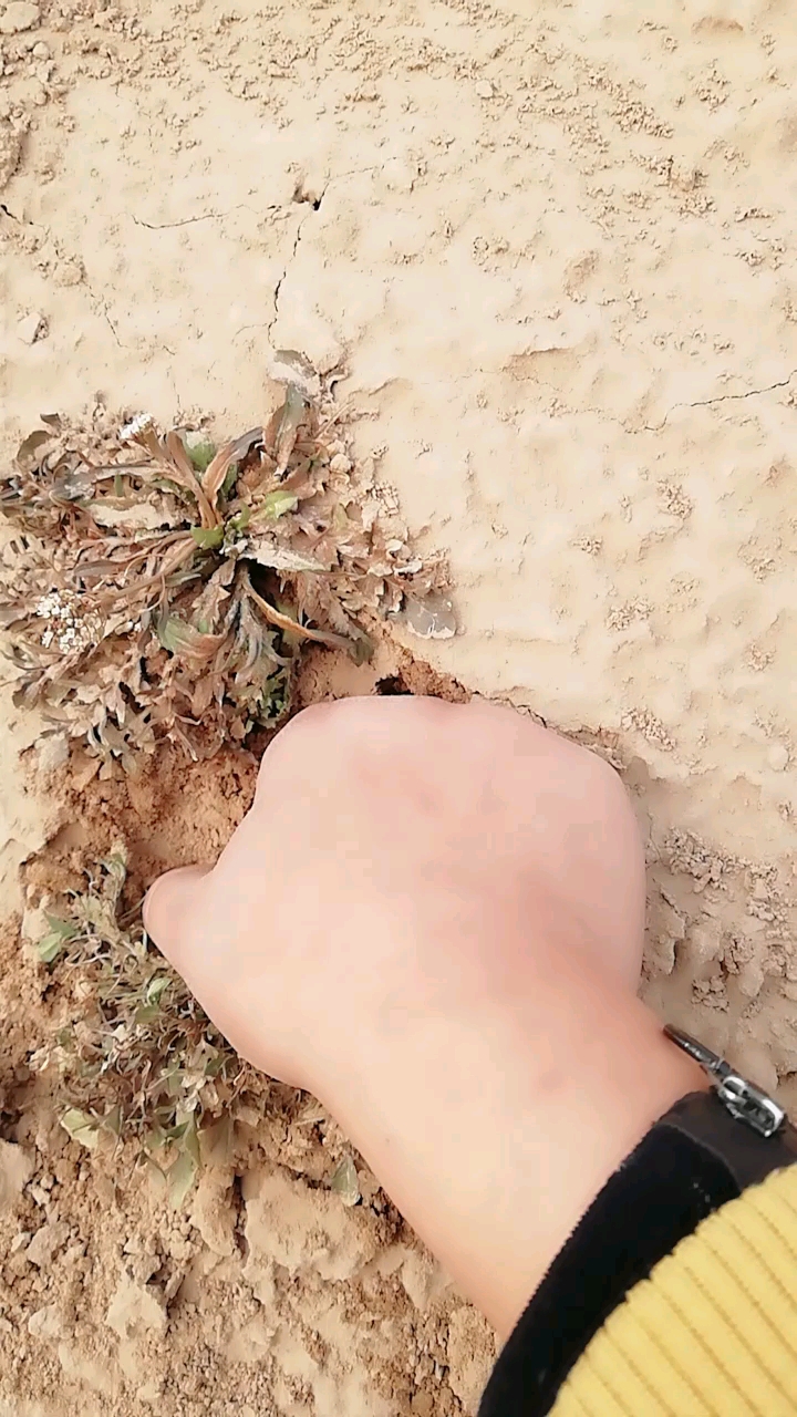 芨芨菜根有吃过的没