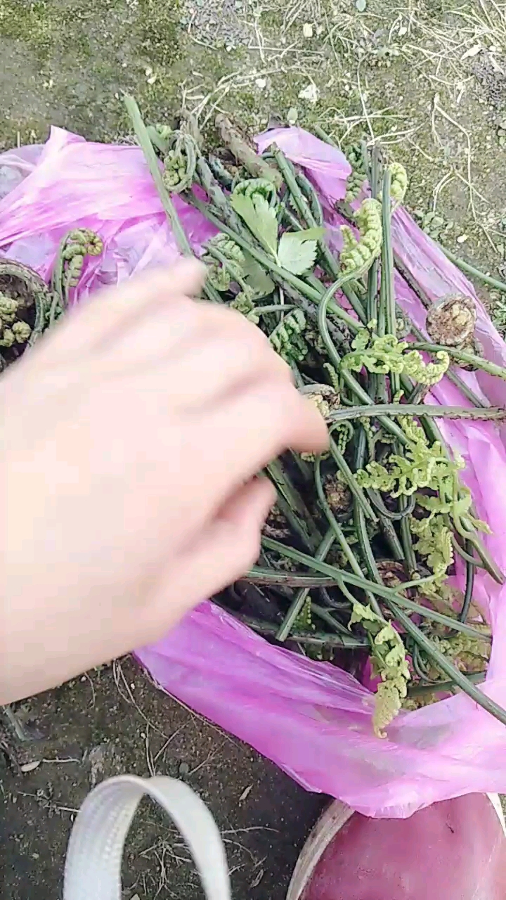 采摘一碗河蕨菜,晚上炒了吃+++