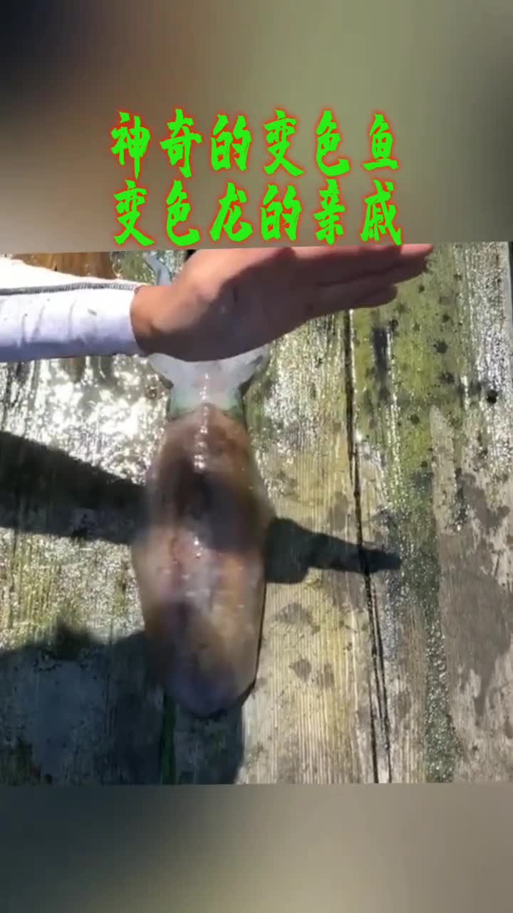 神奇的变色鱼,到底是变色龙学的你,还是你学的变色龙