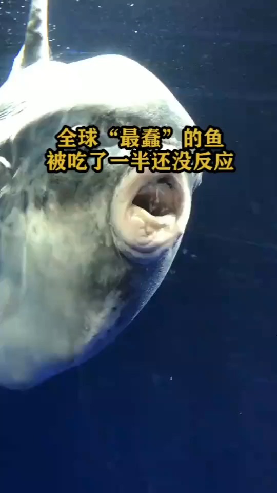 全球最蠢的鱼,被吃了一半还没反应