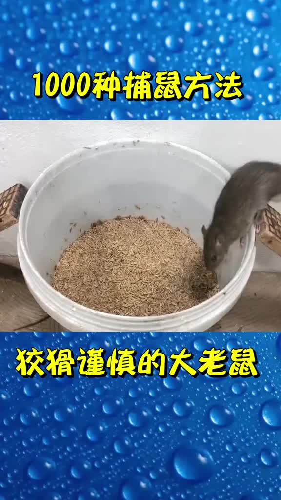 狡猾谨慎大老鼠抓老鼠灭鼠方法捕鼠高手捕鼠神器坑队友@