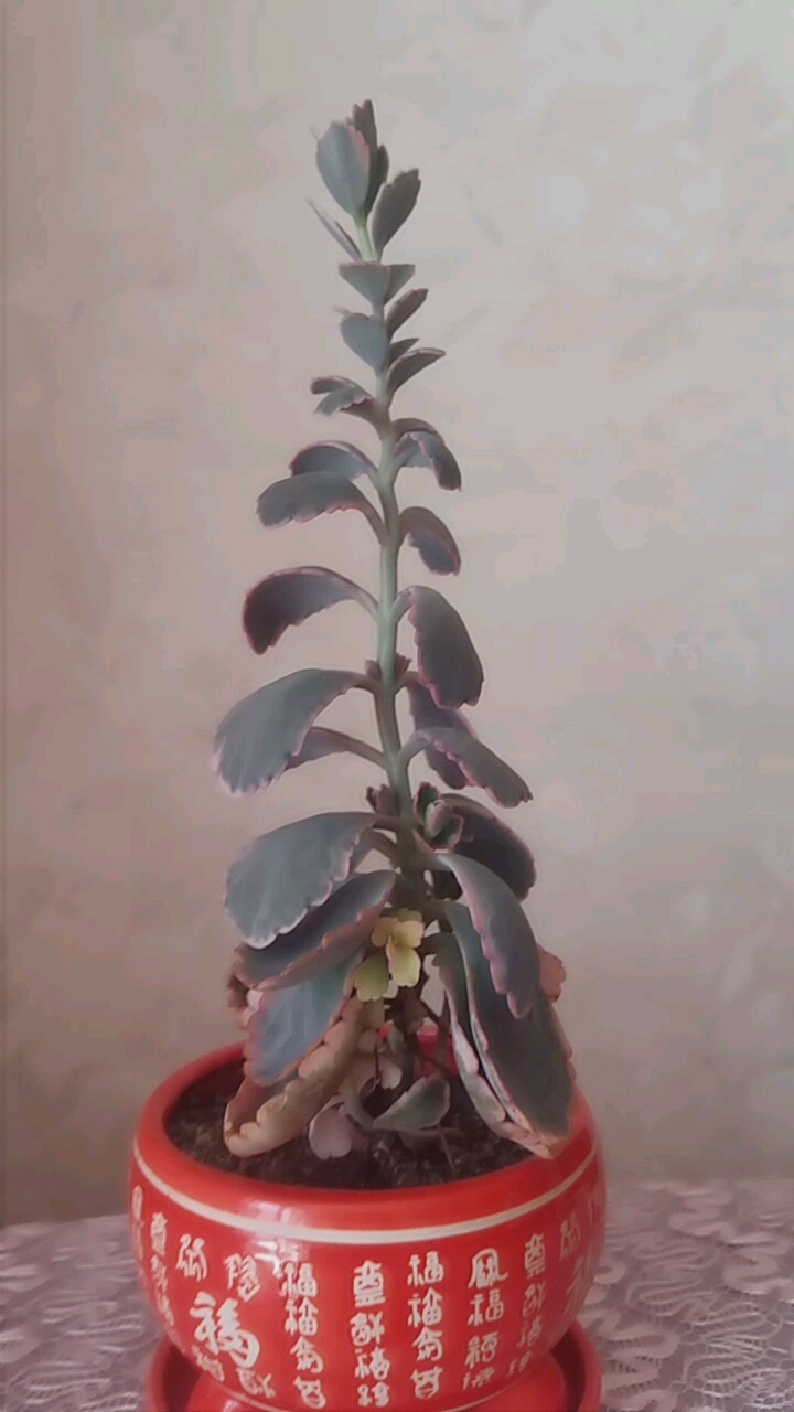 我的多肉花紫蝴蝶漂亮吗