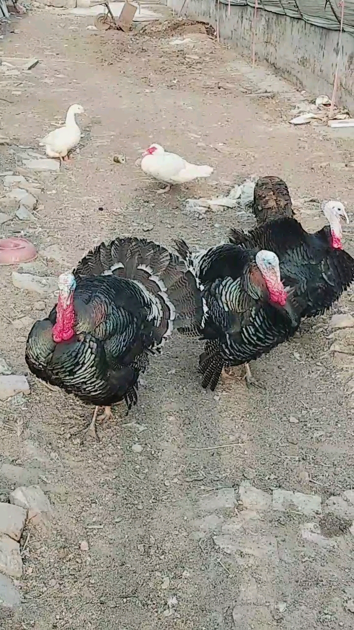 听听我家的火鸡的叫声