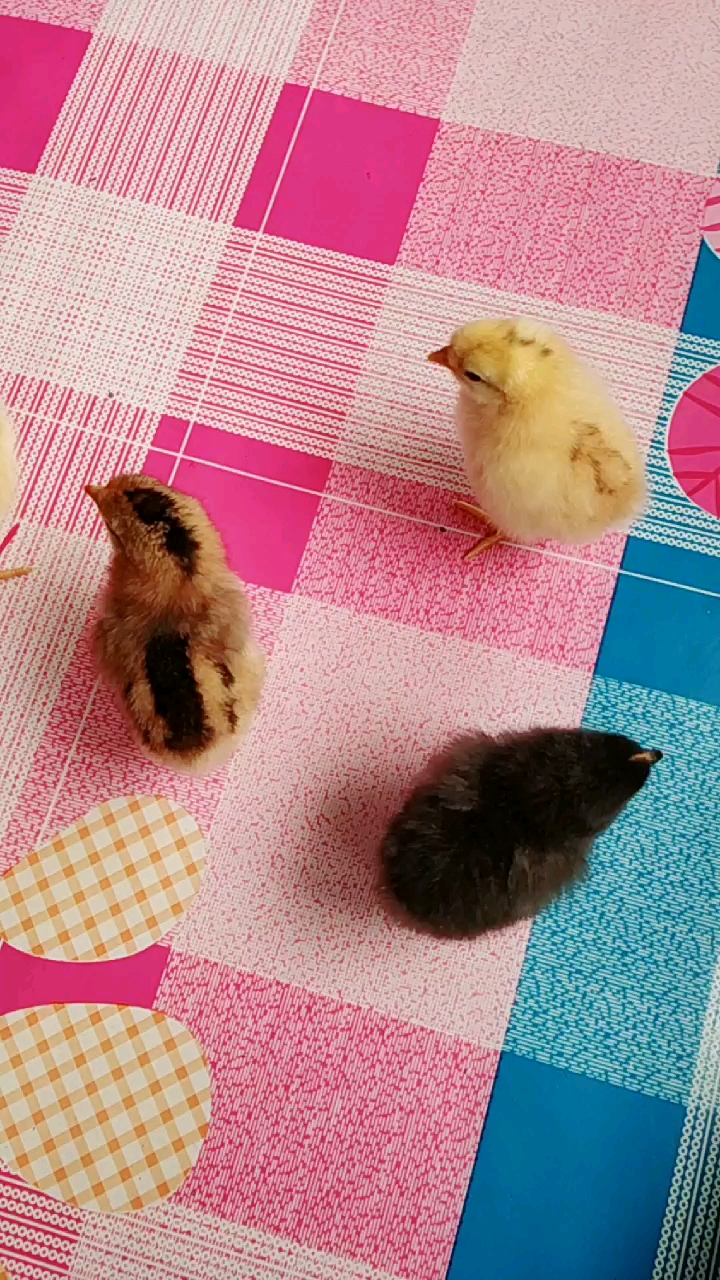 一群小鸡仔