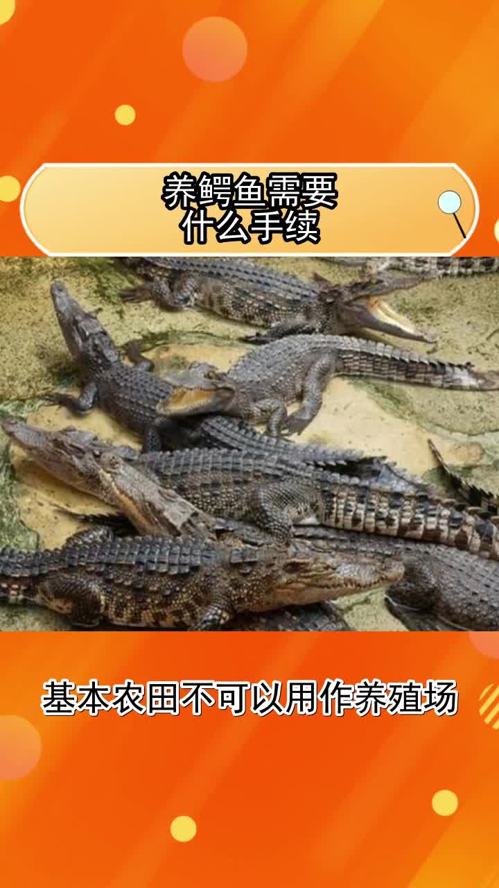 养鳄鱼需要什么手续 ,你领会了吗