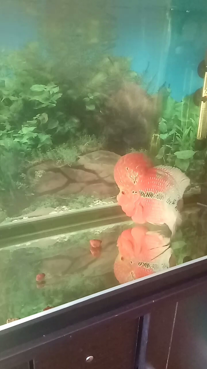 大头鱼