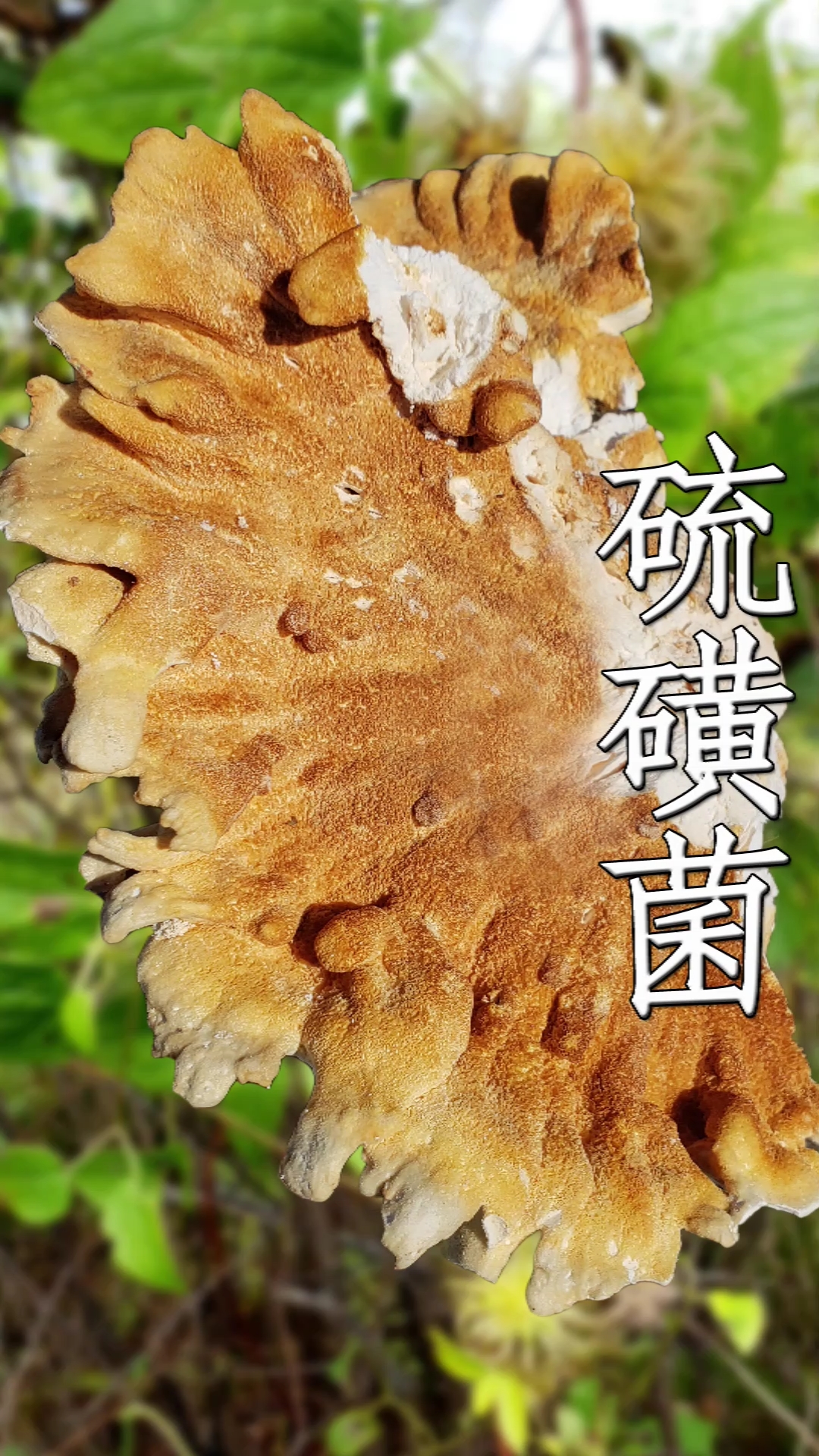 #乡村生活#硫磺菌又称鸡冠蘑,因为长得像鸡冠子啊,哈哈