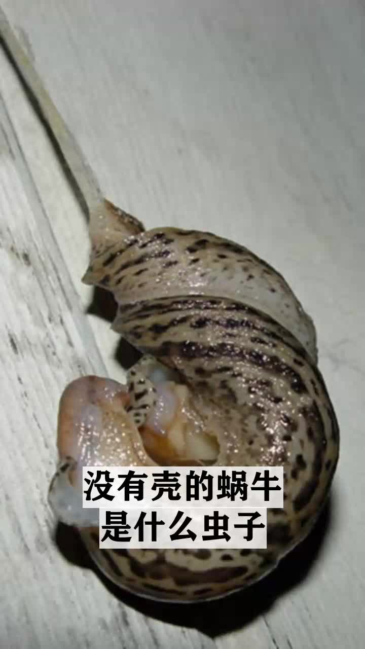 没有壳的蜗牛是什么虫子