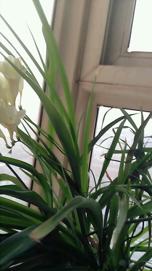 麦兰花开,今年比往年晚了一个月