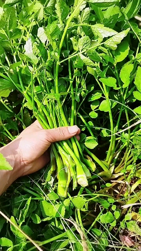 野菜鸭儿芹鸭菜