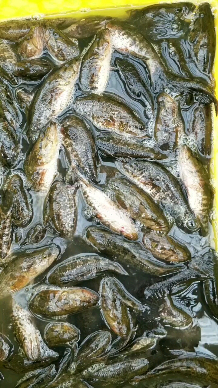 分享视频