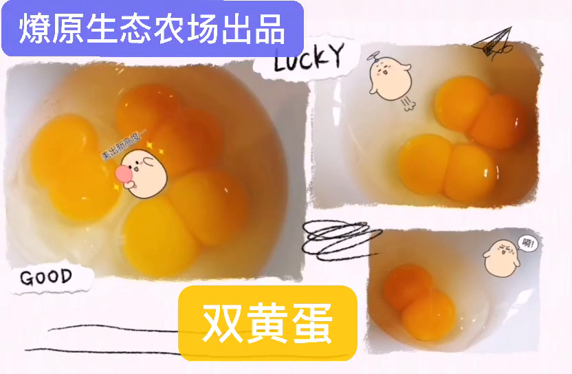 我们生态农场珍珠鸡下的鸡蛋……双黄蛋!