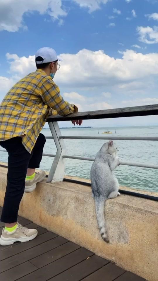 真正的旅行永远是在路上  踏上征程吧#宠物伴侣 #带着猫咪去旅行