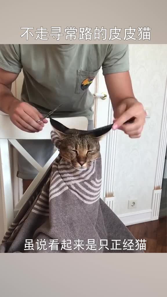 一只不走寻常路的皮皮猫!,#耐吉斯宠物世界,,#吸猫