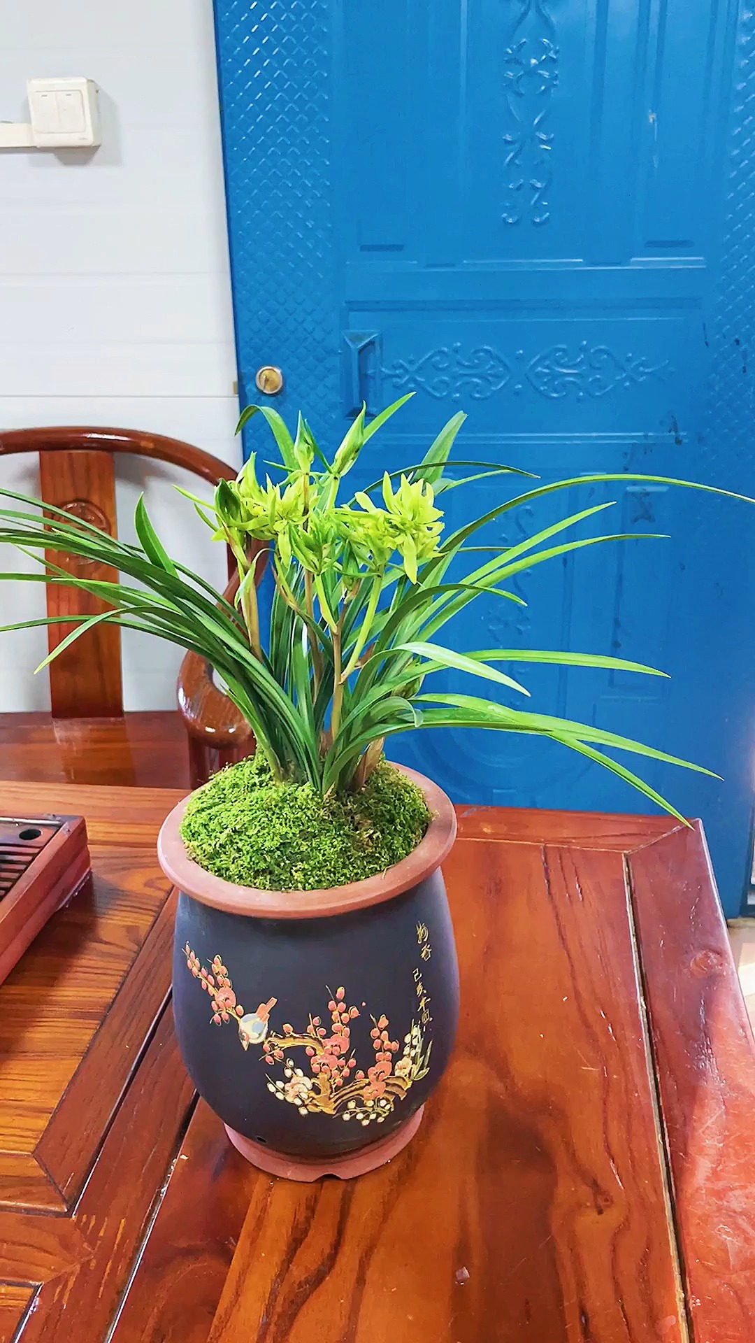 #兰花#寓意好,好开花的春来品种,春节来临之际,为家里添上一株