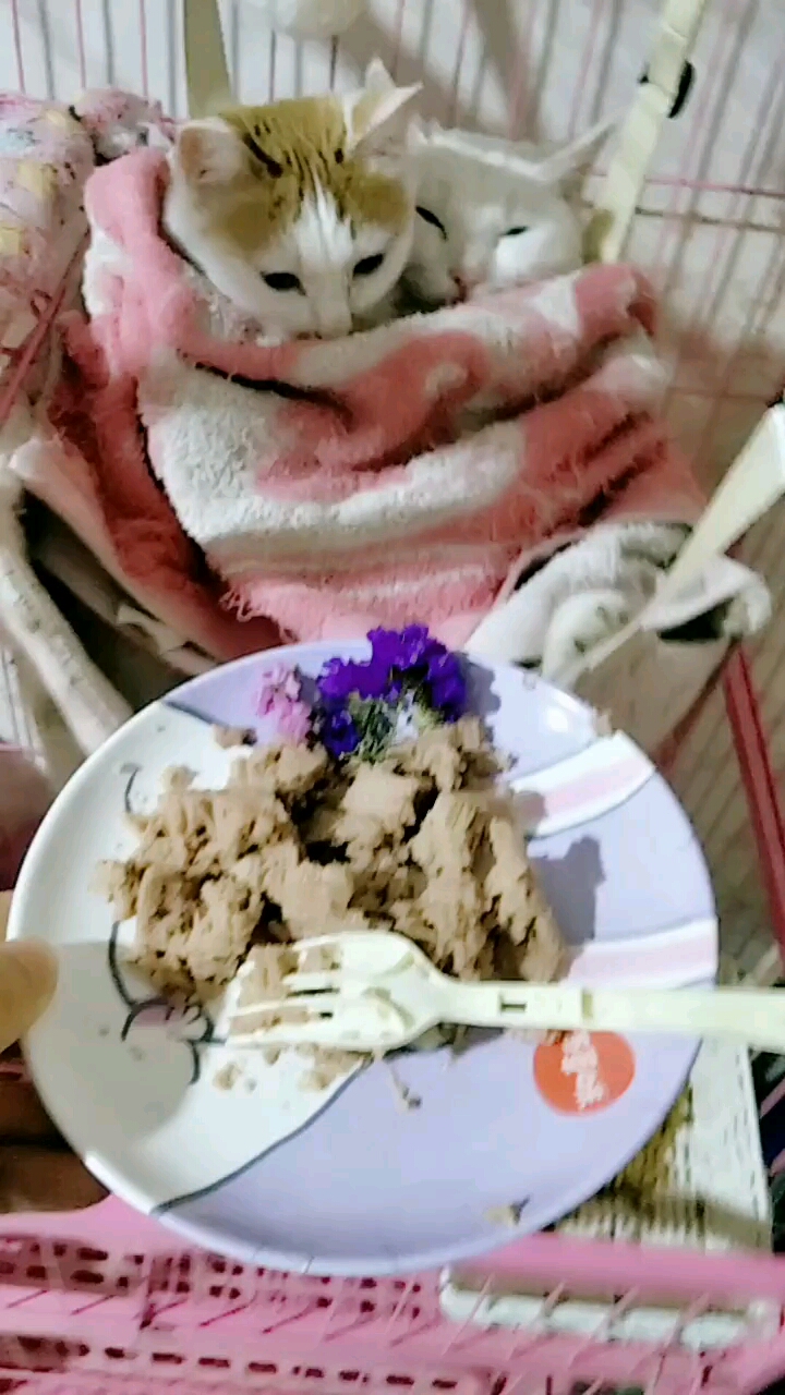给猫宝们准备的法式鸭胸肉……