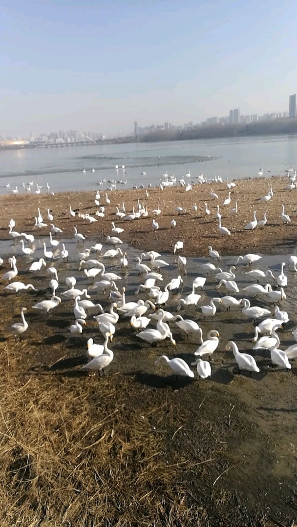 三门峡天鹅湖