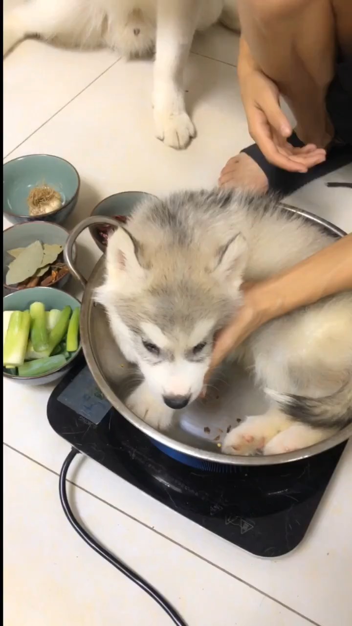 狗肉汤做法