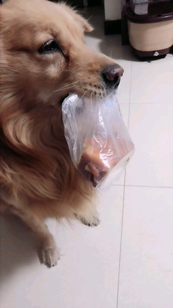 大米爱吃蛋糕尤其是枣糕,口味特别。