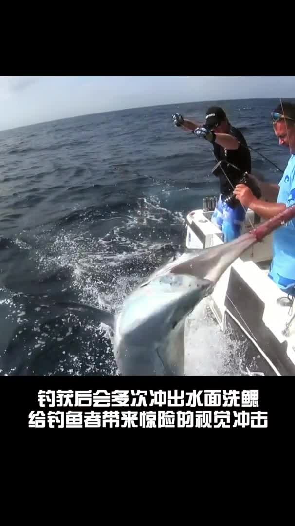 马林鱼是世界上游速最快的鱼之一,钓出水面后会多次洗鳃,带给钓鱼人精彩的视界体验,我有幸钓过