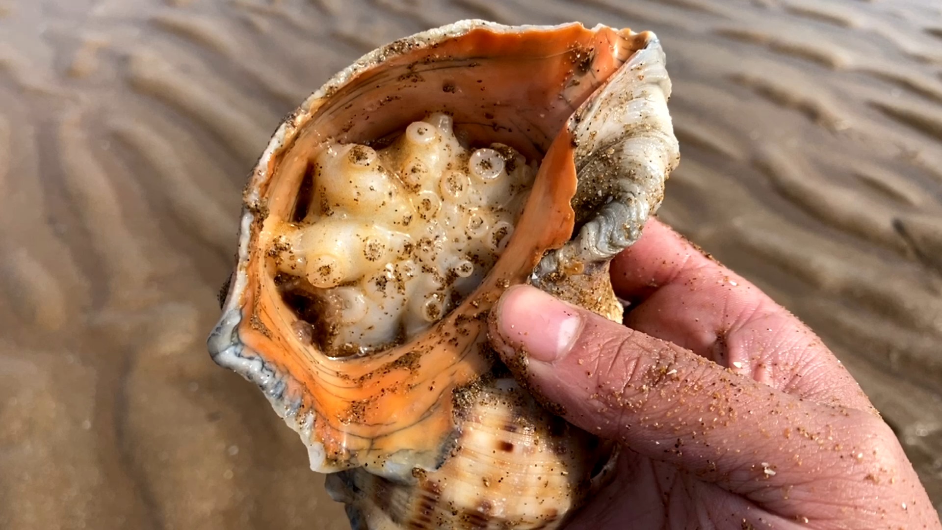 #户外赶海#大海退潮了,大宇赶海在海边捡到一个精美的鲍鱼壳,还有小八爪鱼