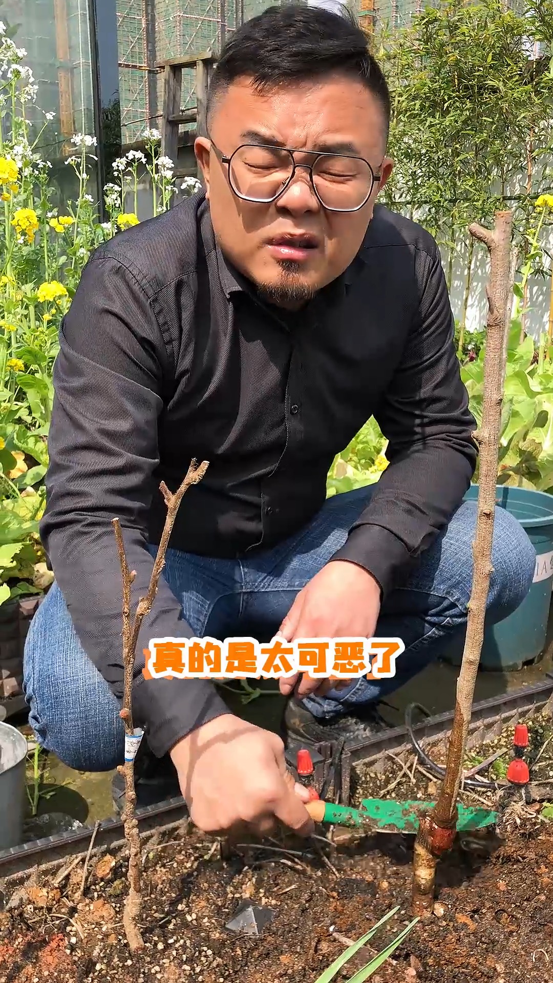 想种榴莲的过来看看。八年苗的猫山王榴莲树苗长这样?还南北都能种植?希哥得试试。