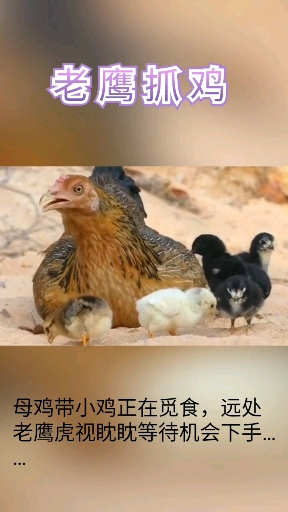 老鹰抓小鸡